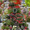 ポインセチアのクリスマスツリー