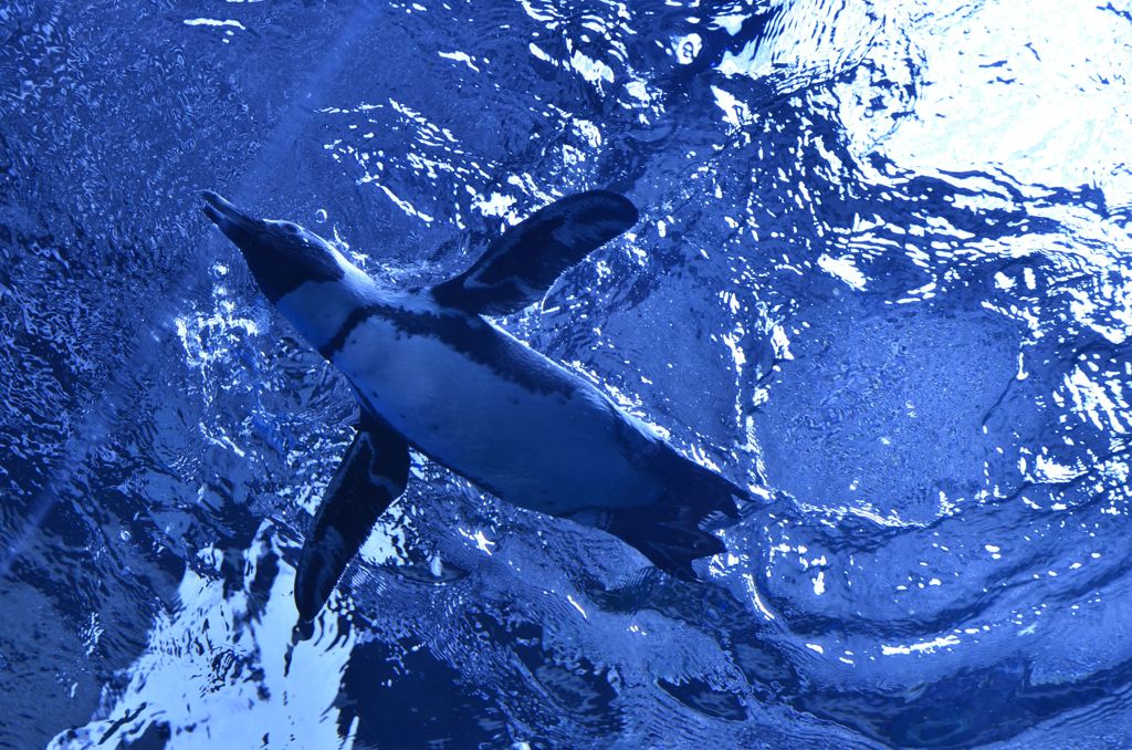 Flying  penguin