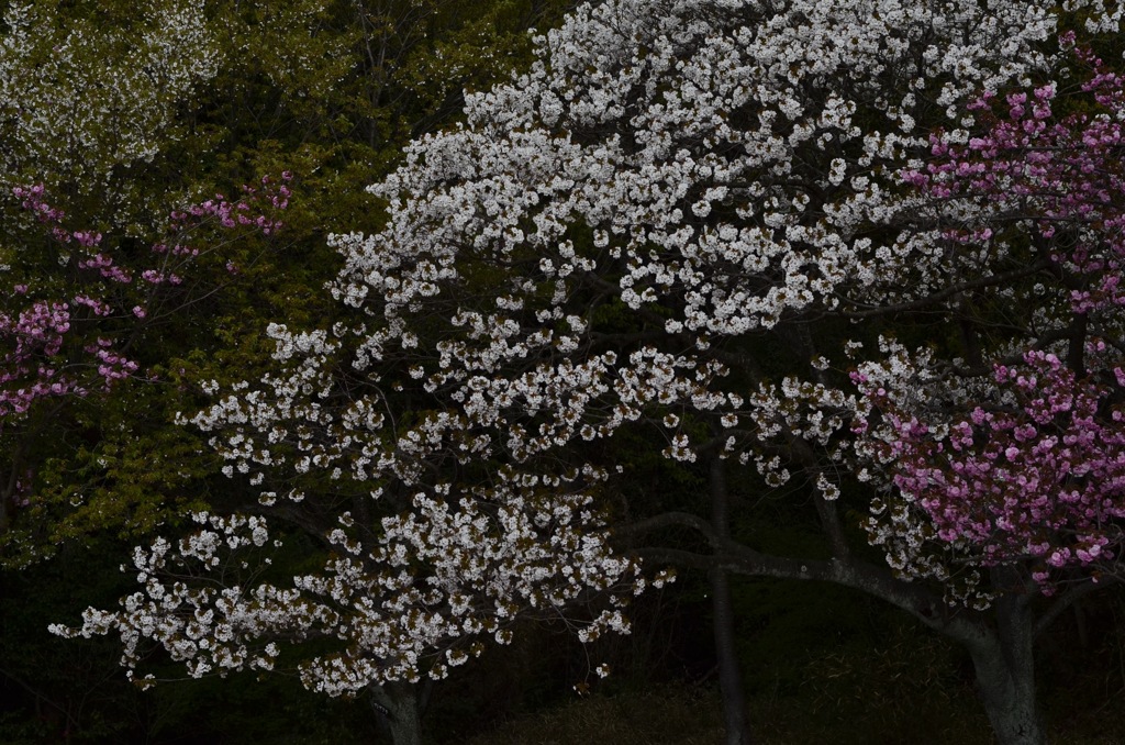 SAKURA Milky Way