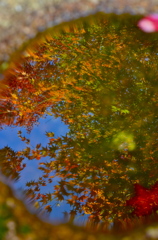 水に写る秋