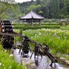 花菖蒲