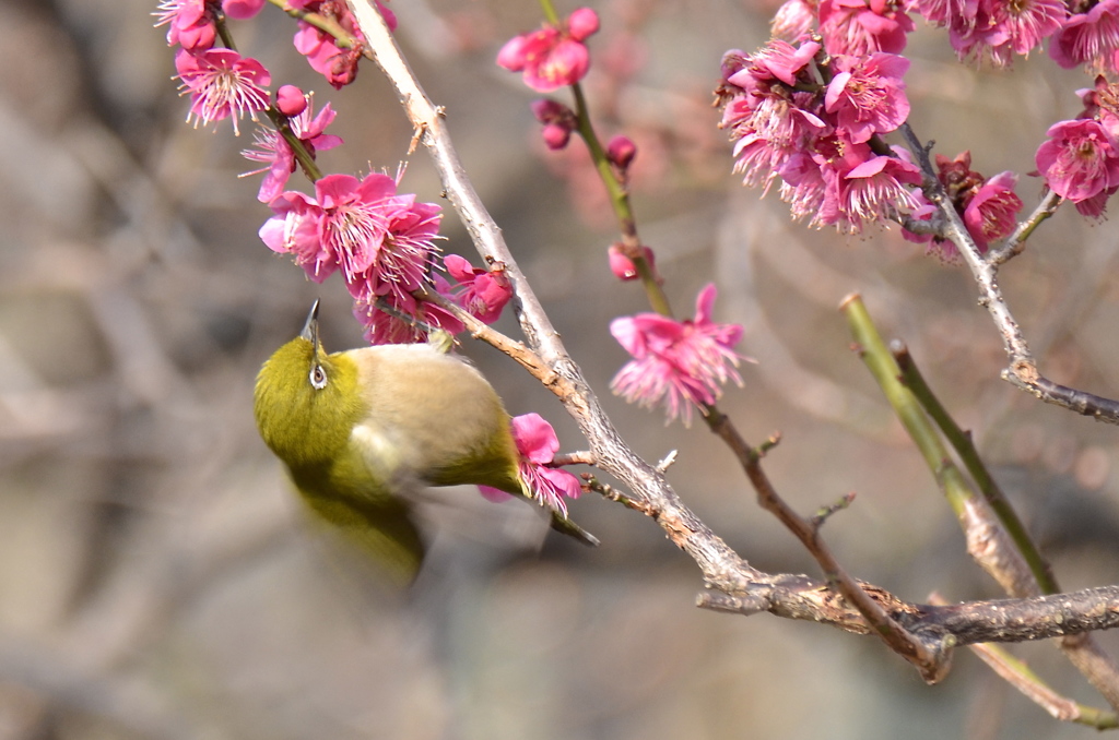 春近し