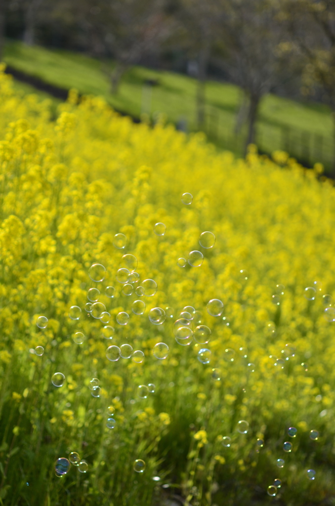 菜の花畑でシャボン玉