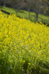 菜の花畑でシャボン玉