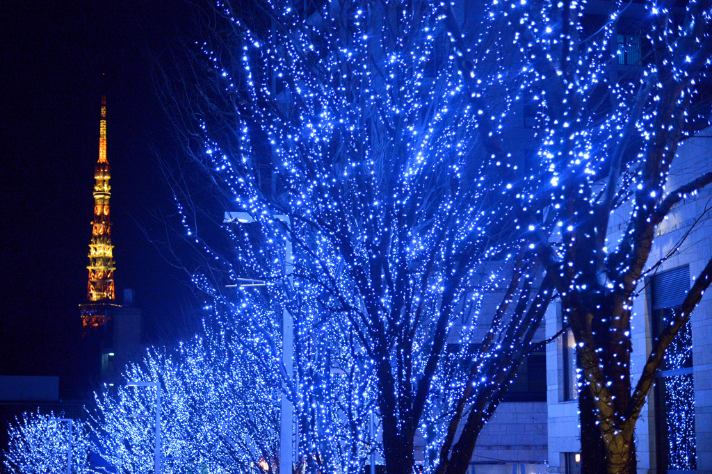 冬の欅坂