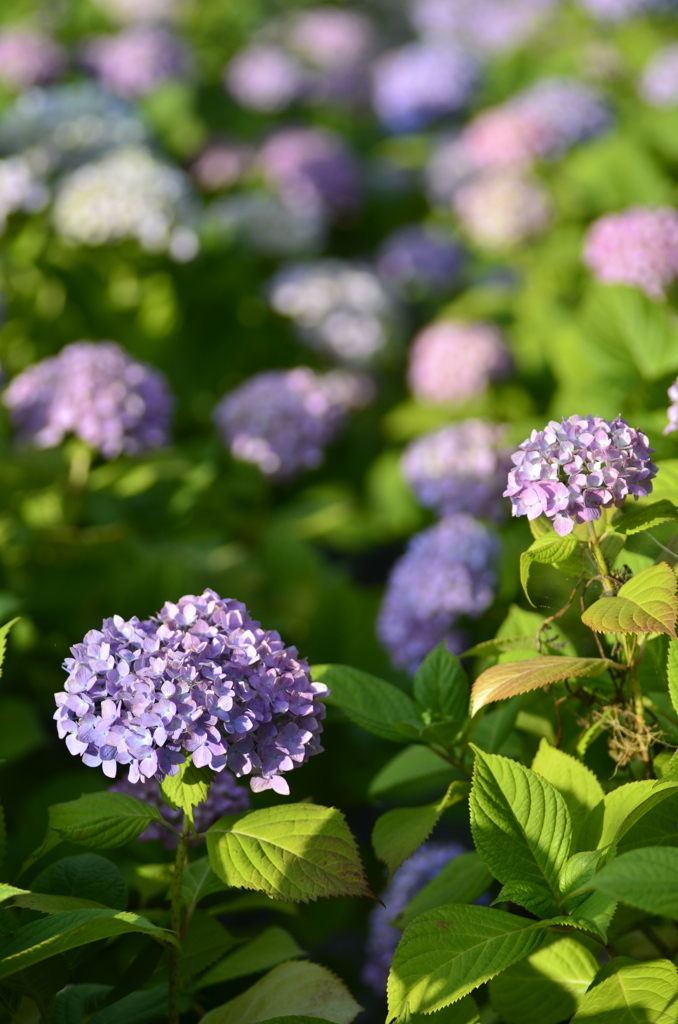 色づく紫陽花（縦構図）