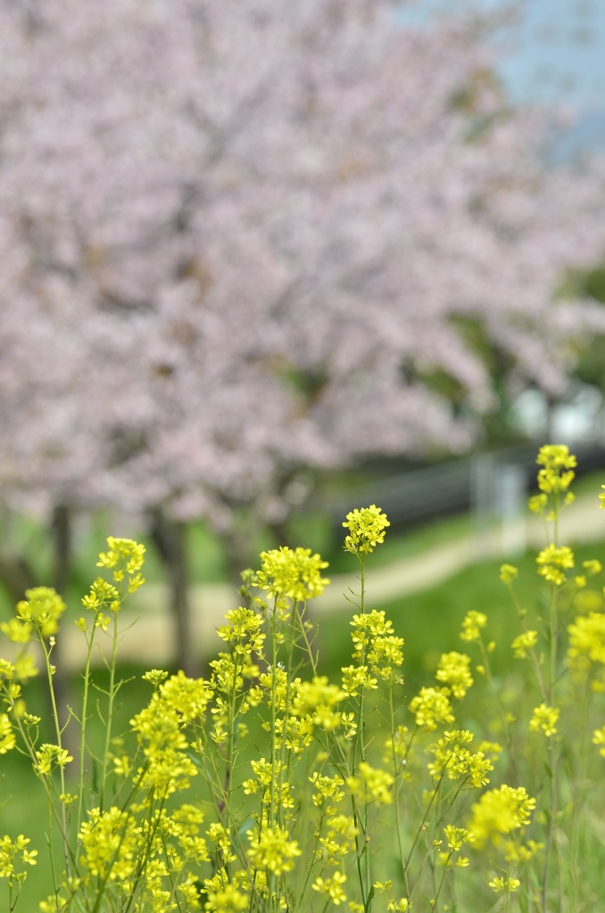 春景色（菜の花バージョン）