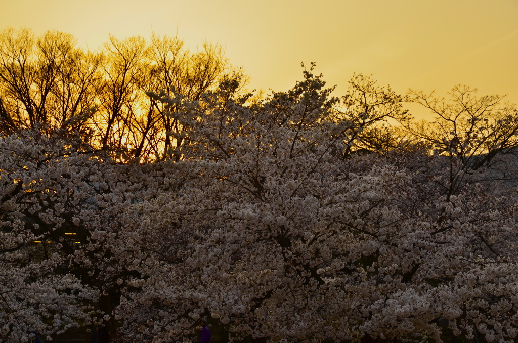 夕映えの桜