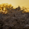夕映えの桜