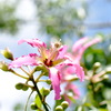 艷紫荊