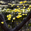 朝日に輝く黄花