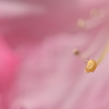 ピンクのベール