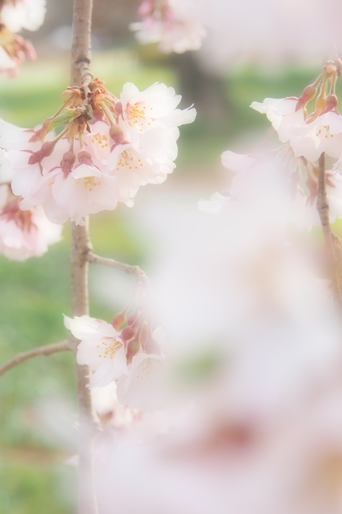桜が降る