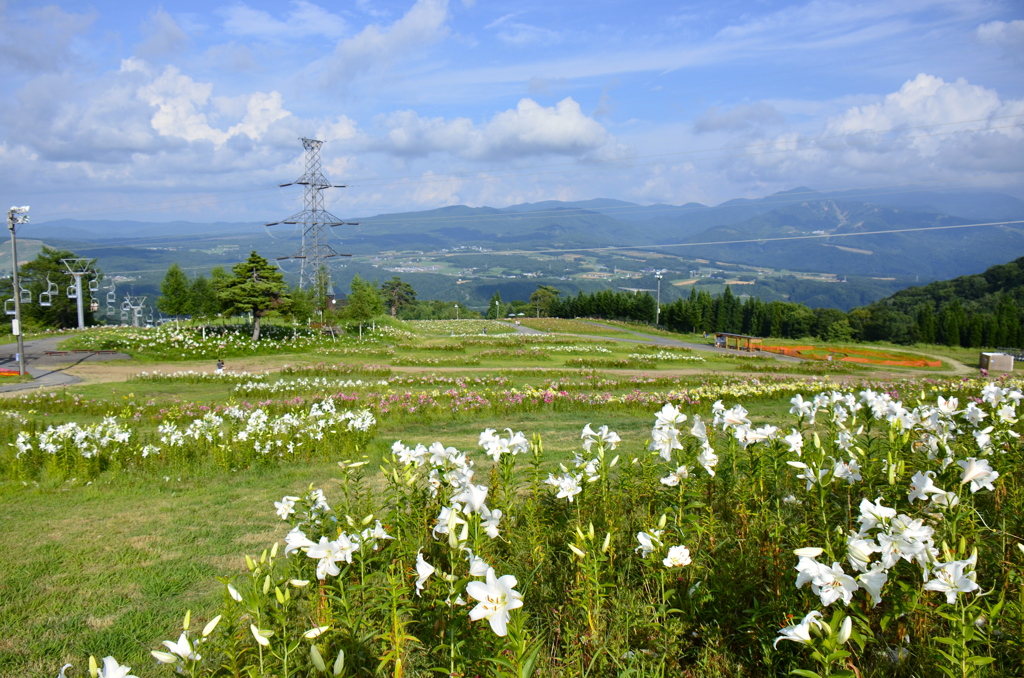 ユリ香る高原
