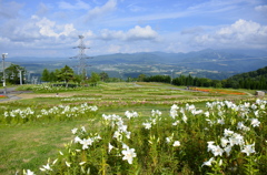 ユリ香る高原