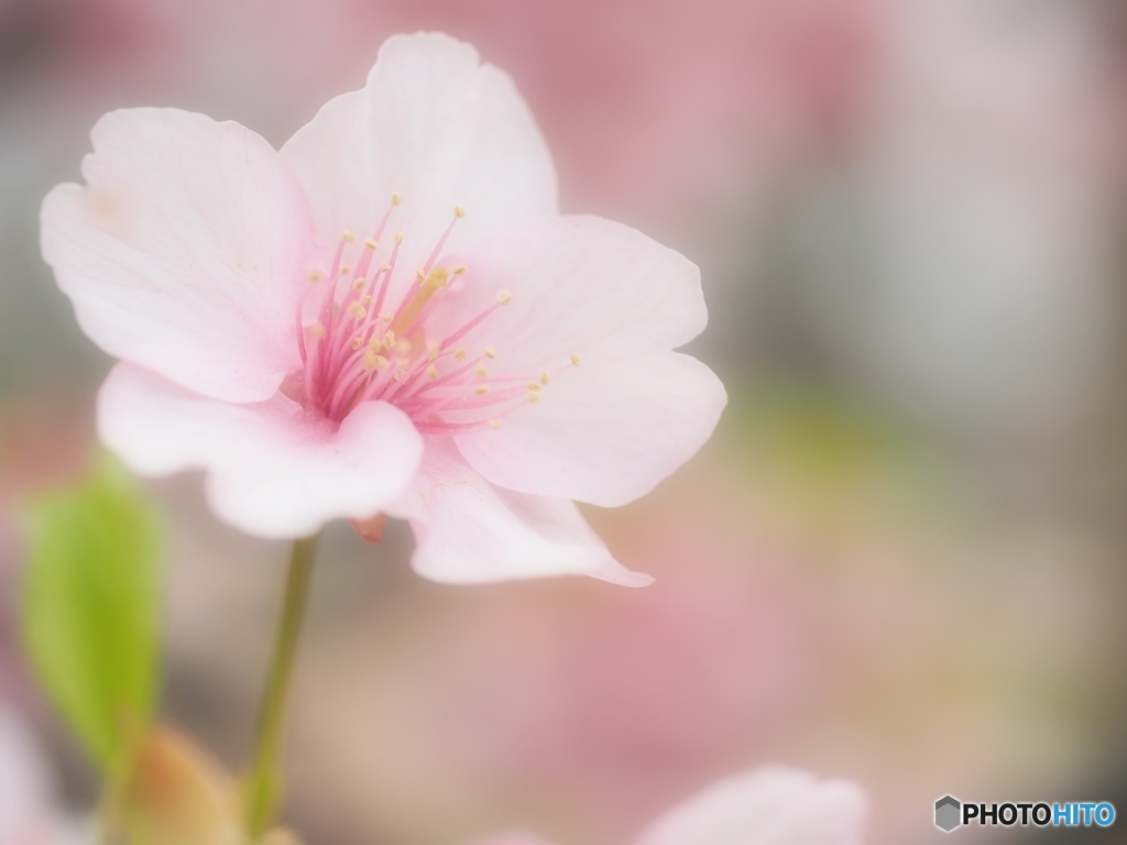 凛として咲く花のごとく