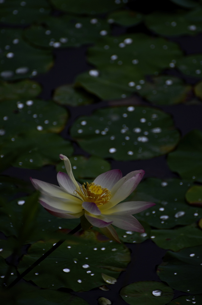 水辺の星々