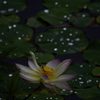 水辺の星々
