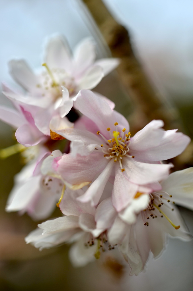 桜のたより