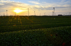 牧ノ原大茶園の夜明け