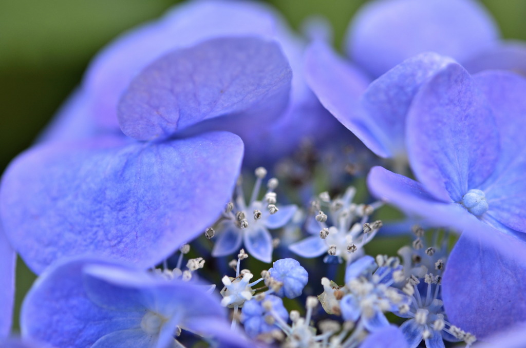 Blue&Purple