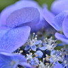 Blue&Purple