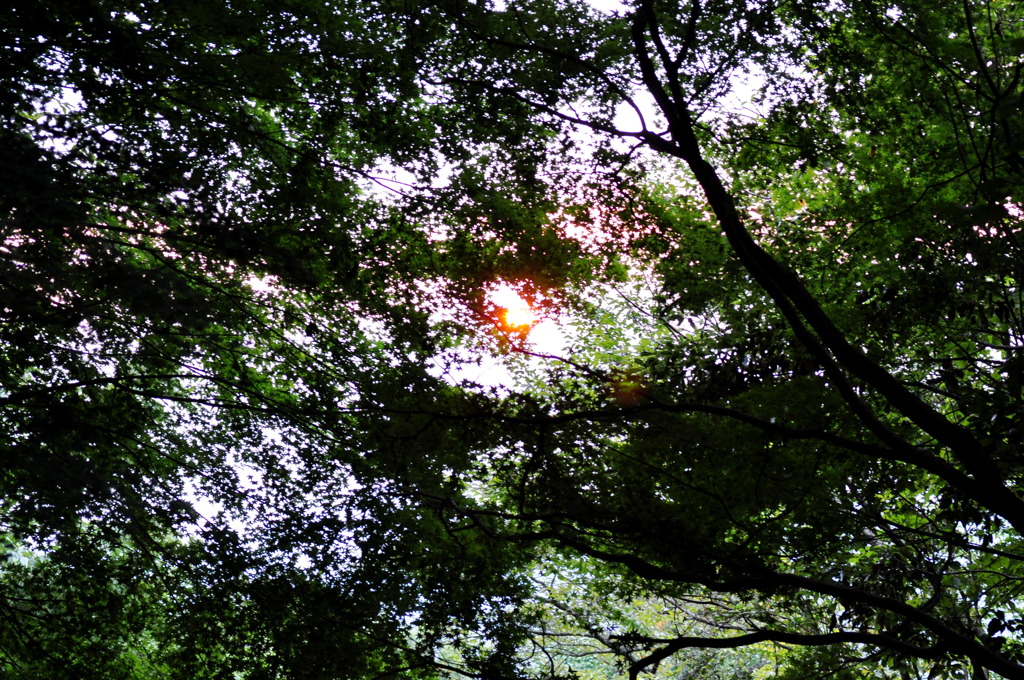 紅葉の中の夕日