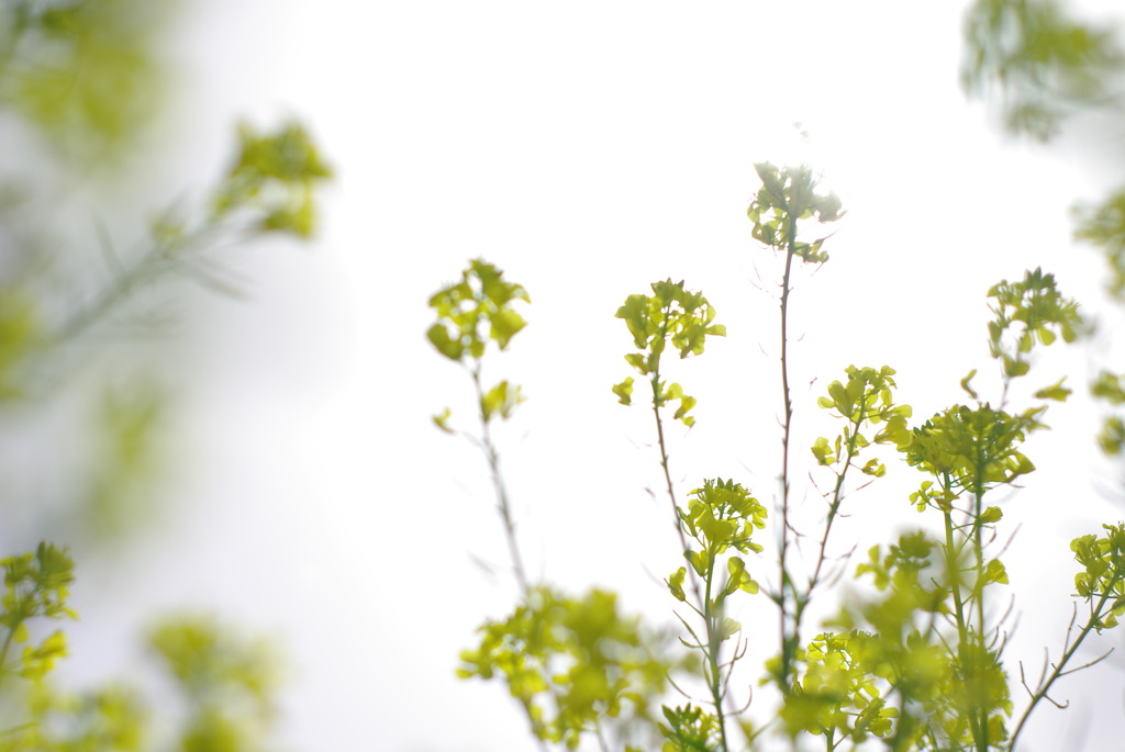 菜の花