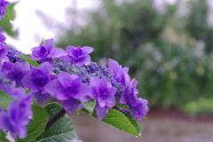 雨のアジサイ
