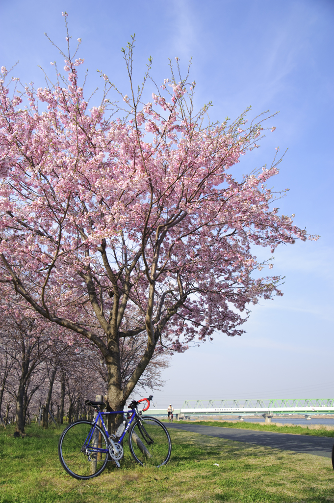 桜の下