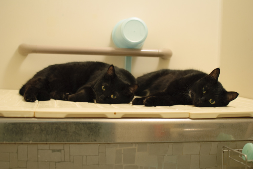 黒猫２匹とお風呂の蓋