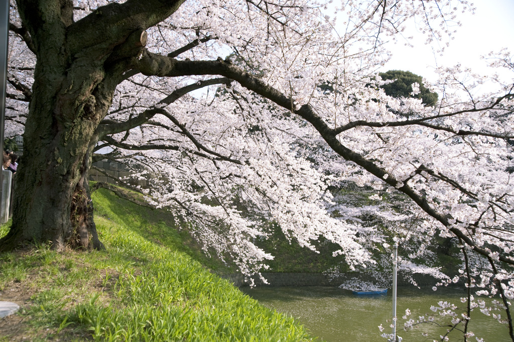 sakura