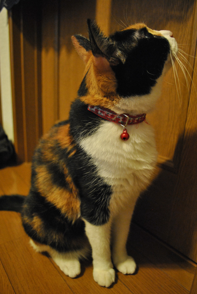 うちの猫