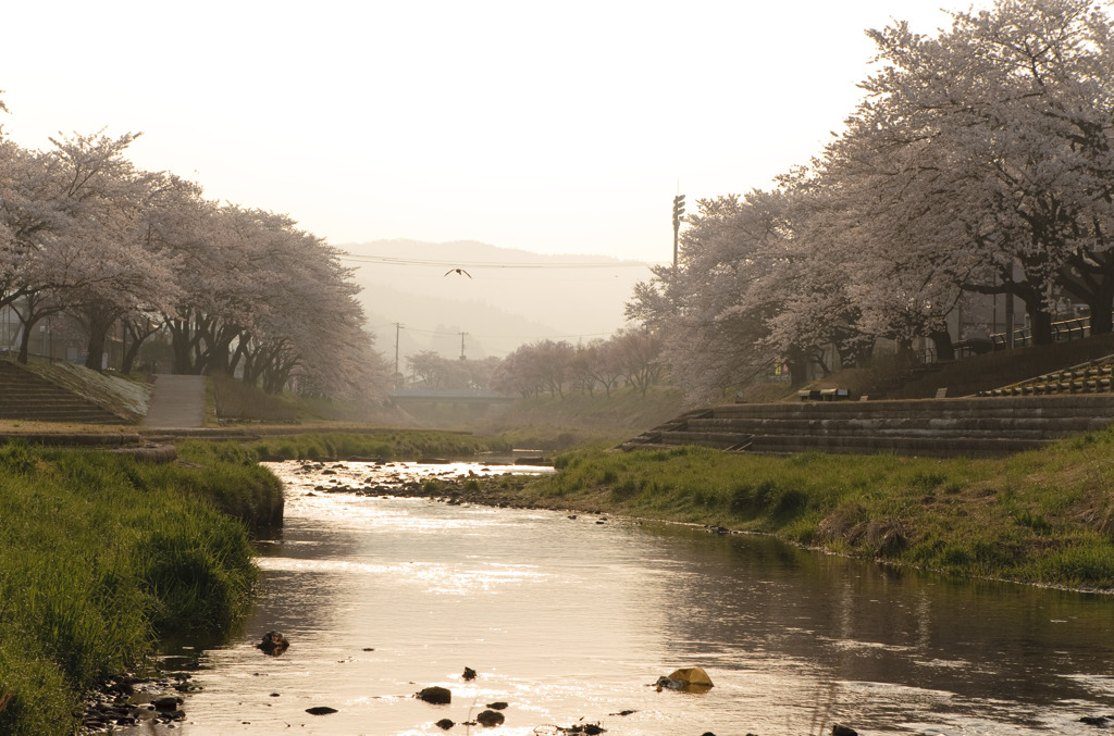 朝日川桜