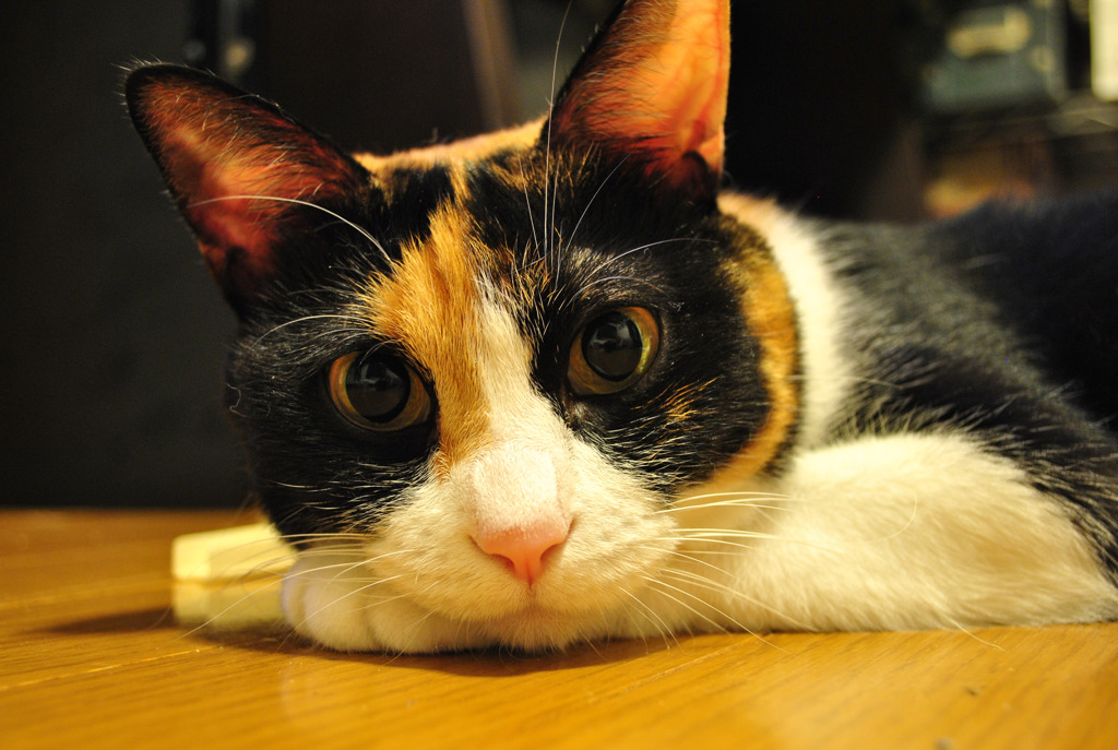 うちの猫