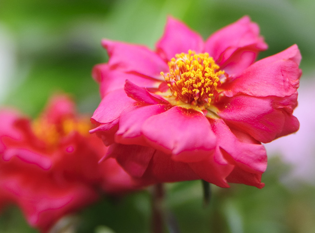 たまには花でも！