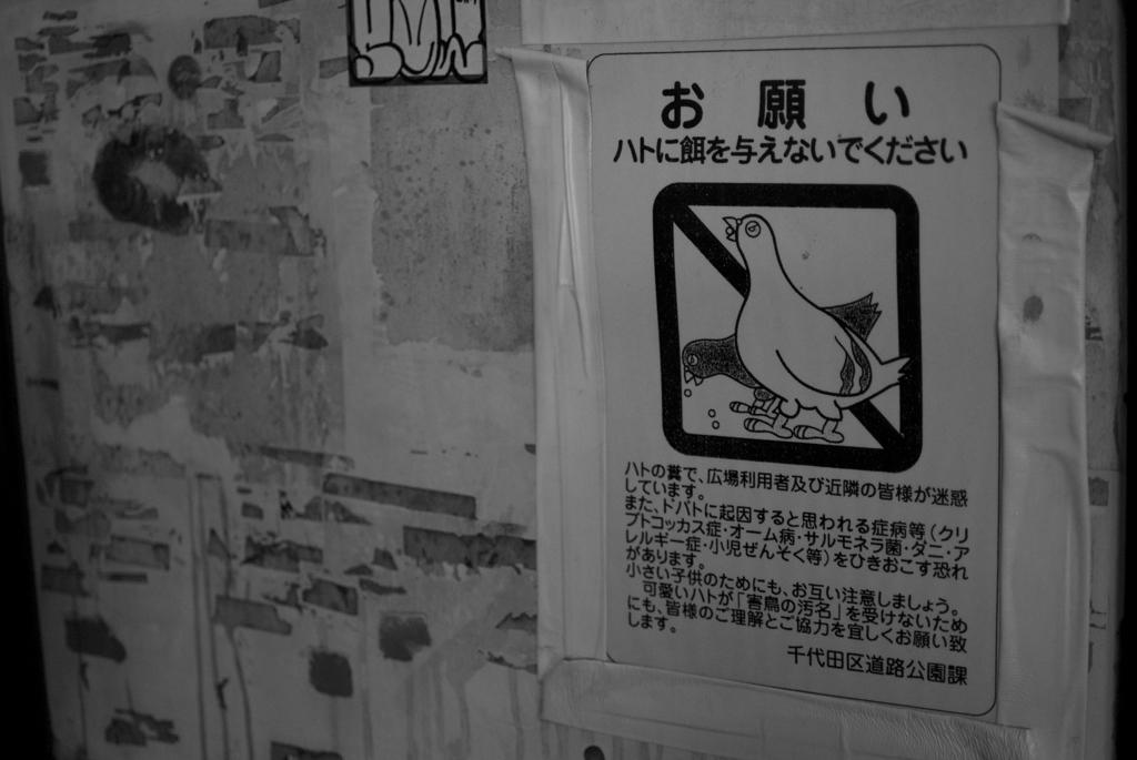 ハトと餌
