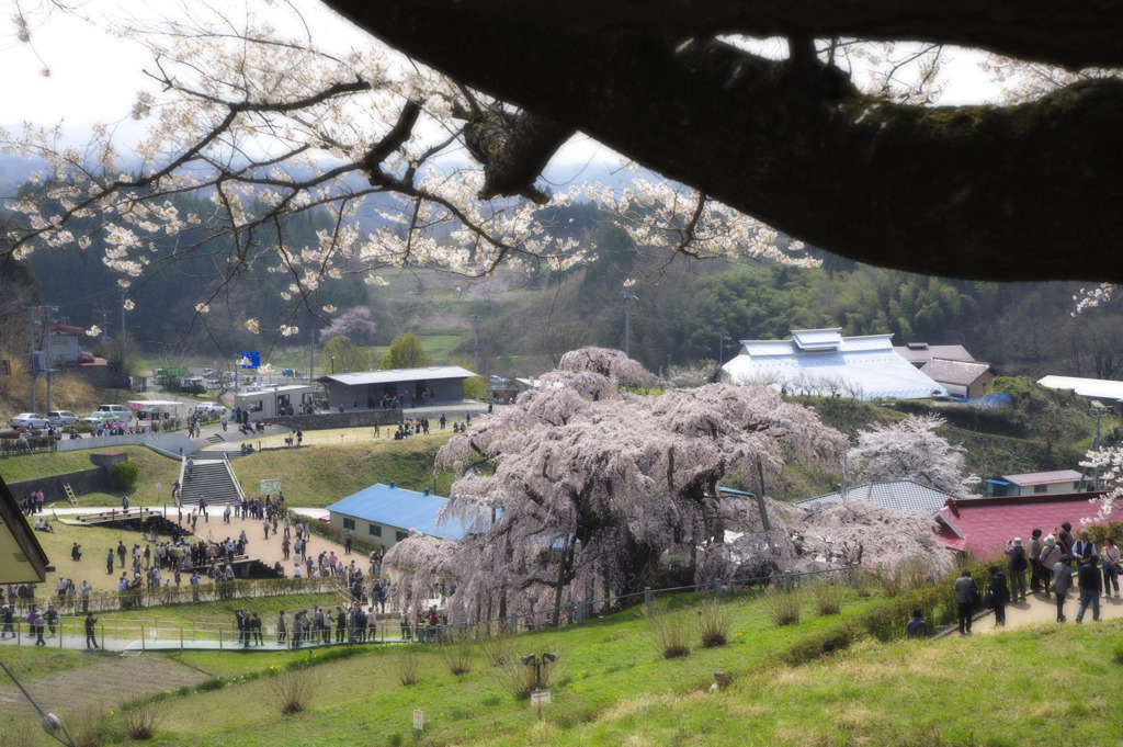 三春滝桜