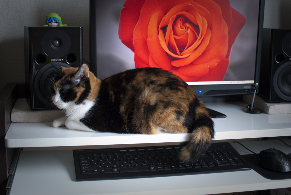 猫にPC