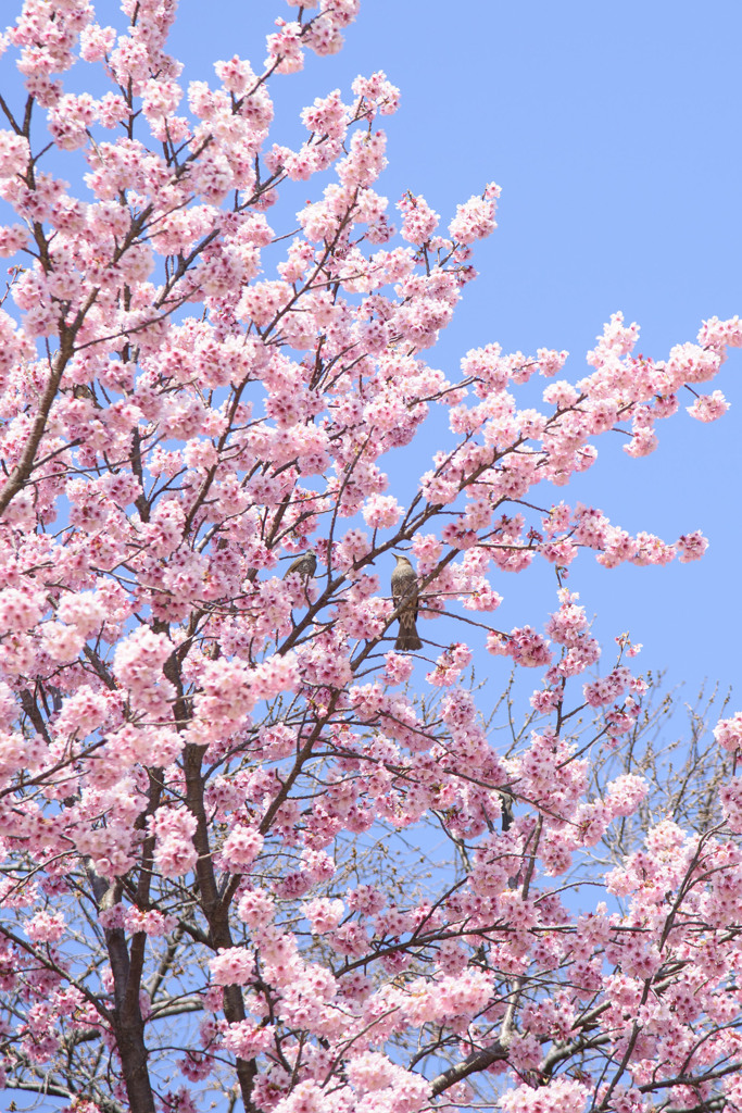 ヒヨドリと桜