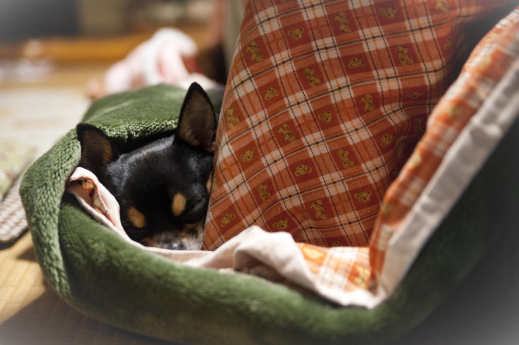 わんこもコタツで眠くなる♪
