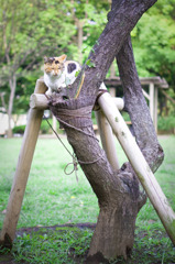 野良猫と木