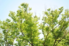 木