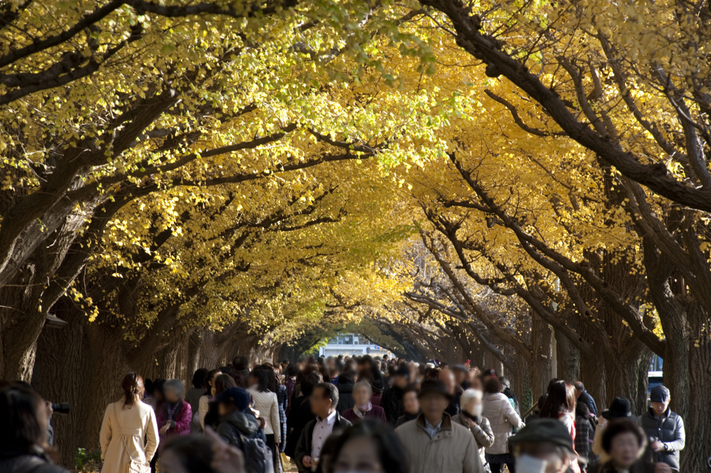 紅葉狩りの人々