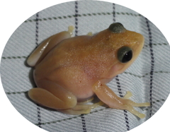 シュレ-ゲルアオガエル、iridophore-defective,ちびその1