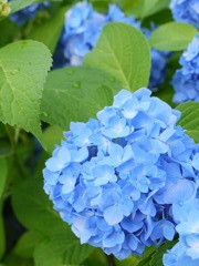 あじさいブルー