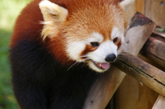 レッサーパンダ