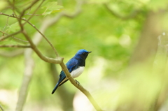 青い鳥