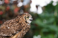 神戸花鳥園