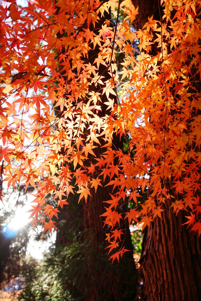 伽耶院　紅葉
